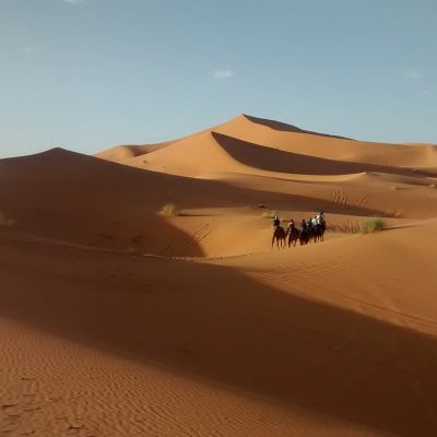 PLD DROMADAIRE DANS LES DUNES